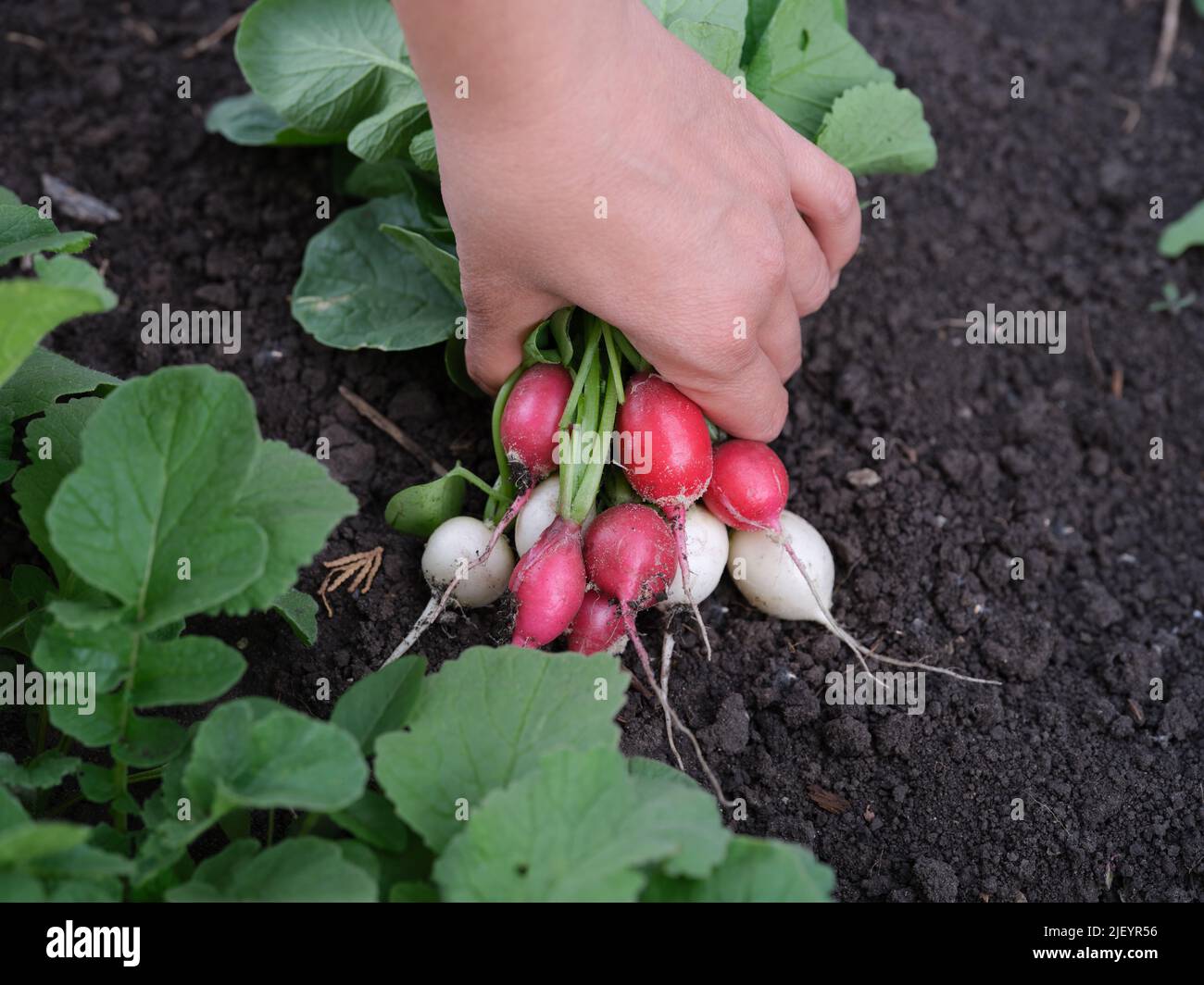 A woman holding freshly harvested radishes in her hand above soil. Close up. Stock Photo