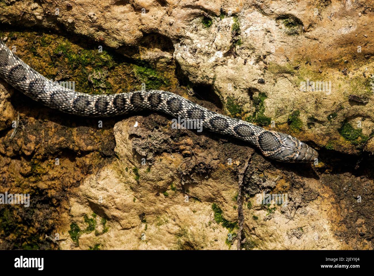 Horse Whip Snake seen hugging a wall along the drying river bed of the Rio Jate, La Herradura, Almuneca, Andalucia, Spain. 20th June 2022 Stock Photo