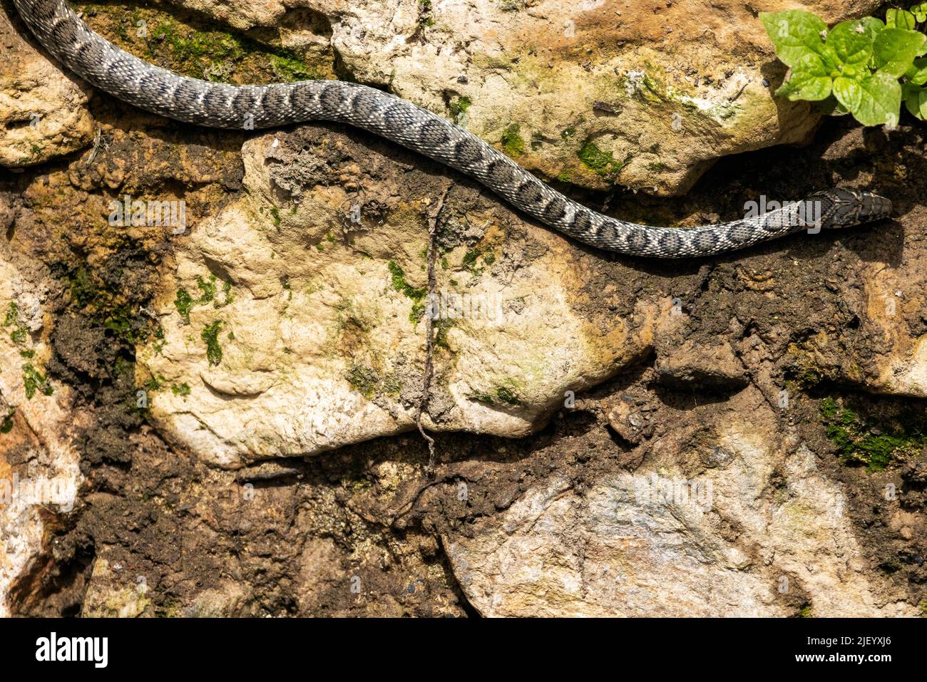Horse Whip Snake seen hugging a wall along the drying river bed of the Rio Jate, La Herradura, Almuneca, Andalucia, Spain. 20th June 2022 Stock Photo