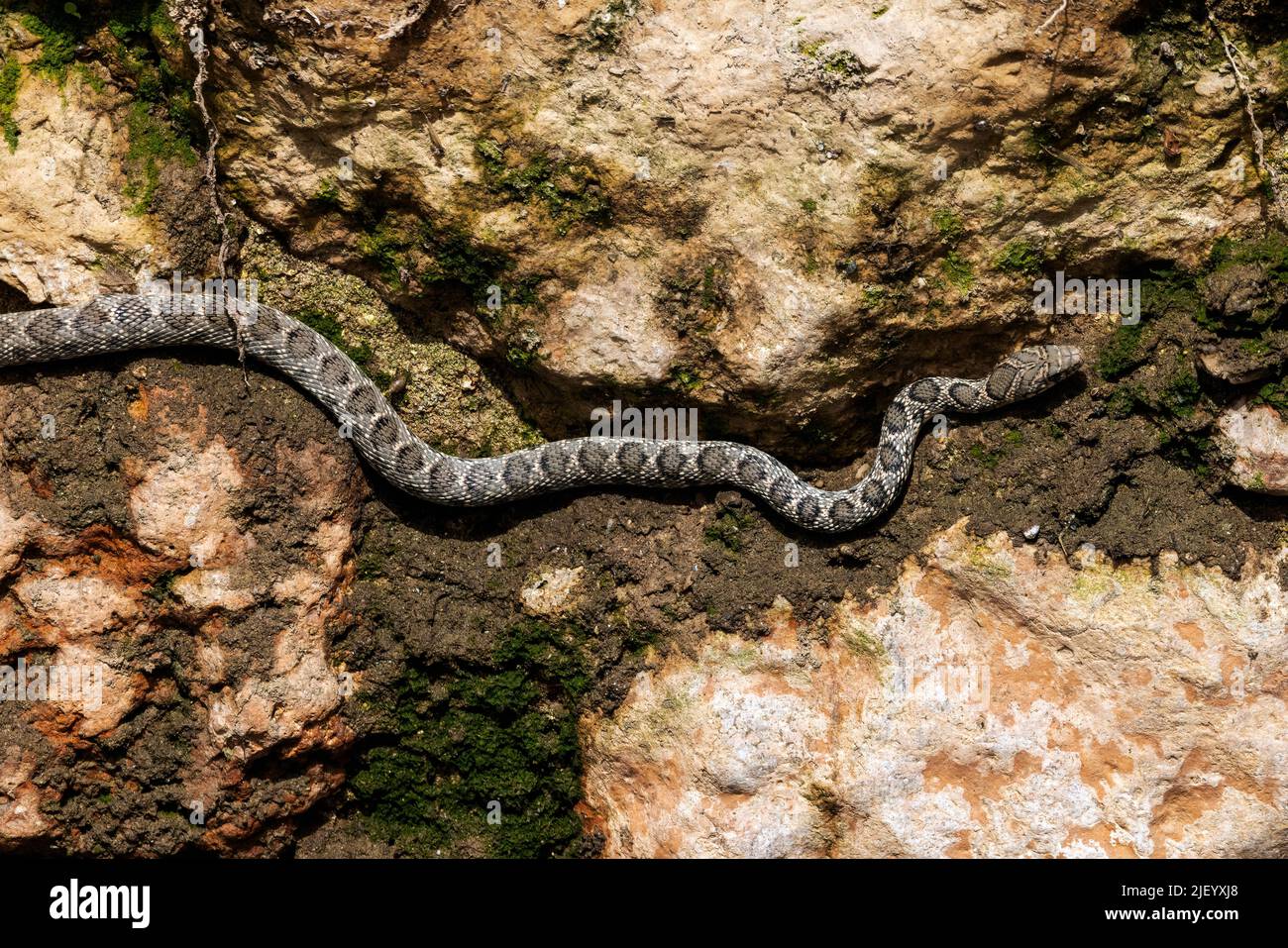 Horse Whip Snake seen hugging a wall along the drying river bed of the Rio Jate, La Herradura, Almuneca, Andalucia, Spain. 20th June 2022 Stock Photo