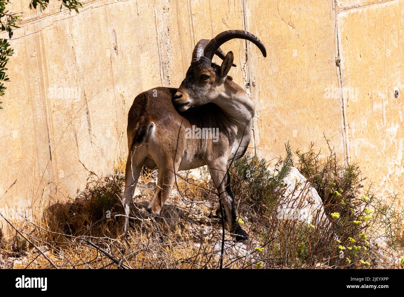 Young male Iberian Ibex near the Paraje Naturale, Carmenes del Mar, La Herradura,  Almuneca, Spain. 21st June 2021. Stock Photo