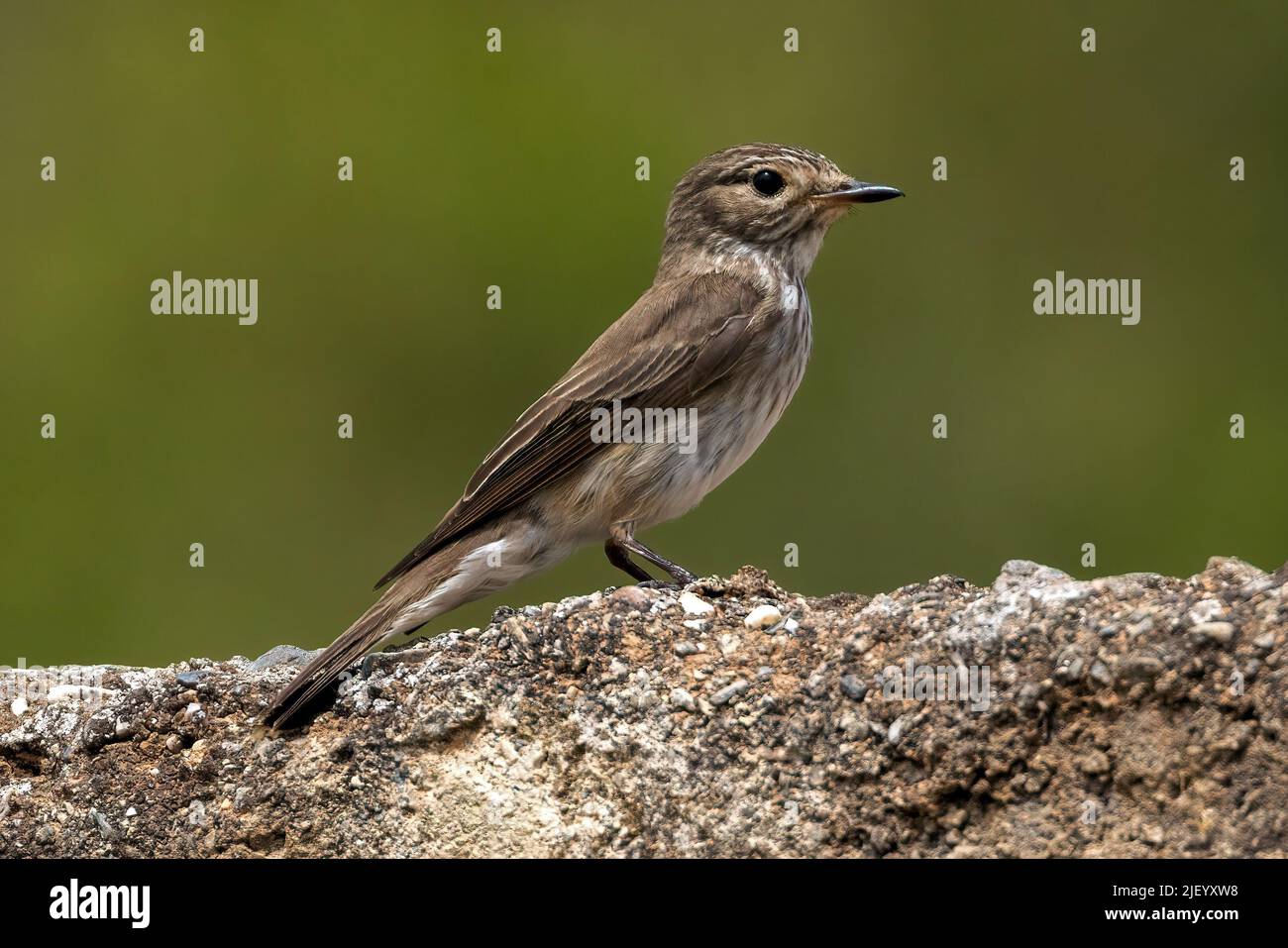 Spotted Flycatcher near the bank of the Rio Jate, Almuneca, Andalucia, Spain. 10th May 2022 Stock Photo