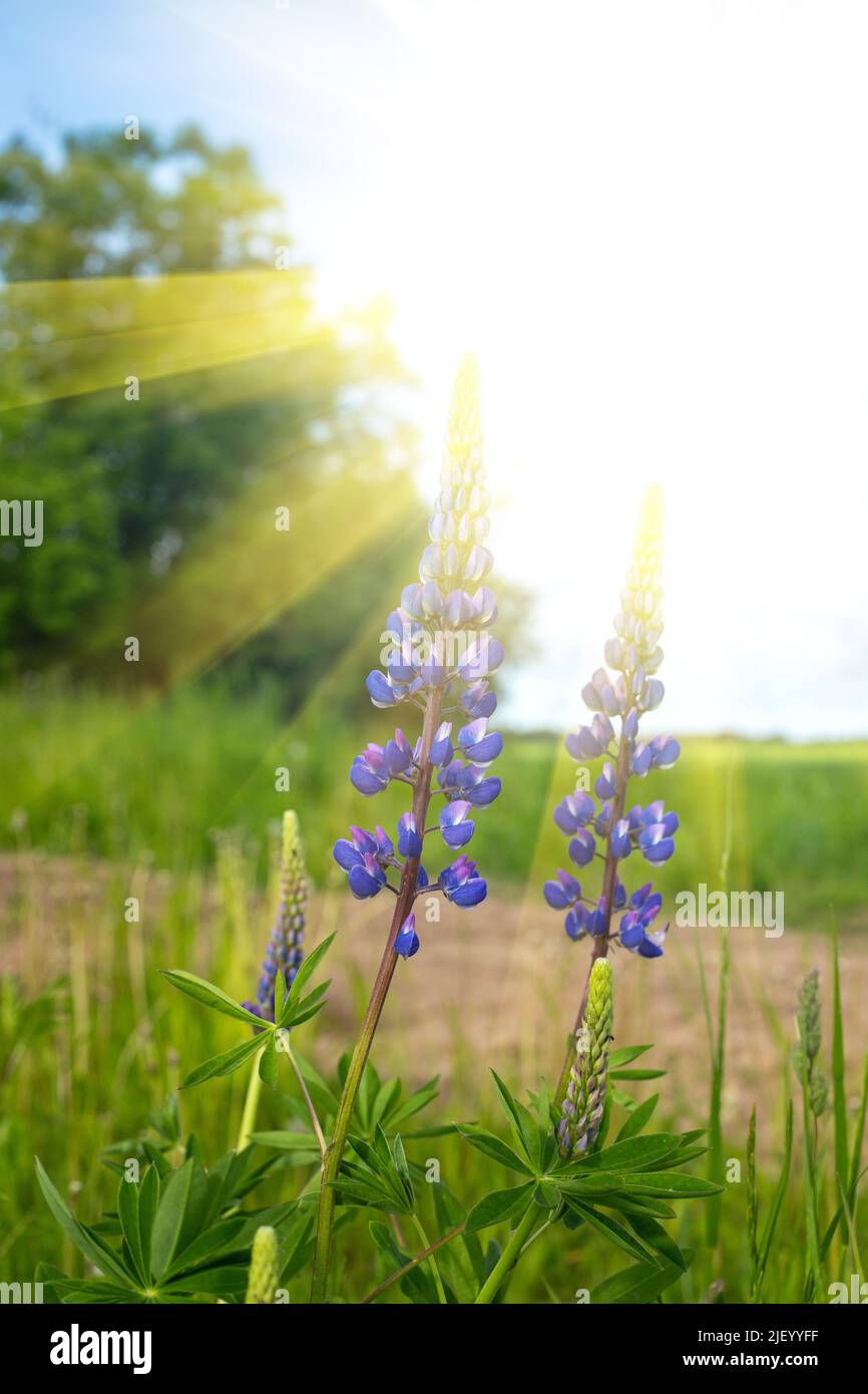 Purple blue lupine flowers with sun beams on summer meadow field blurred landscape background Stock Photo