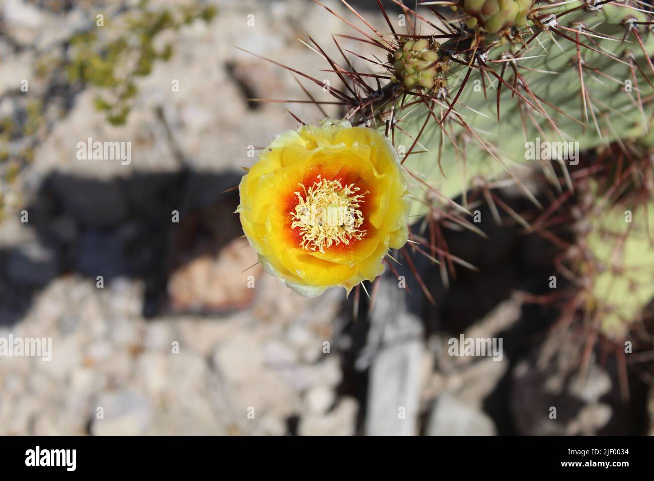 Yellow, red and orange prickly pear bloom at Big Bend National Park in Texas Stock Photo