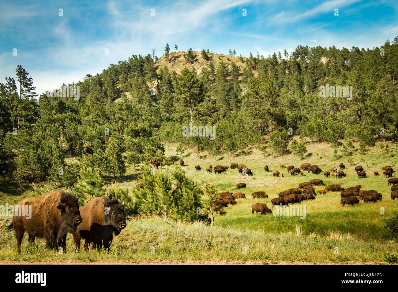 Bison heard grazing in a valley Stock Photo