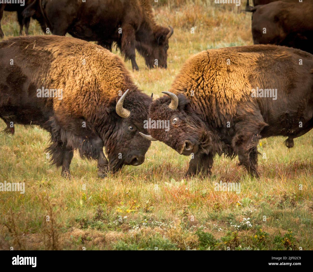 Bison Bulls fighting during the Rut Stock Photo