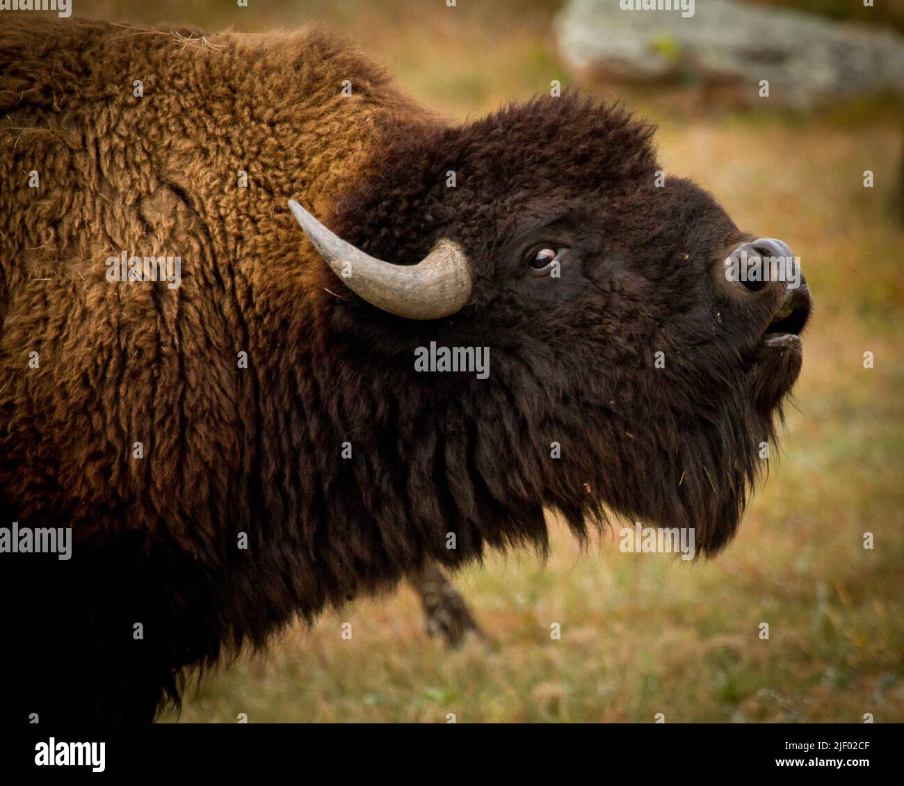 Bull Bison in Rut... best to keep your distance if you see them acting this way Stock Photo