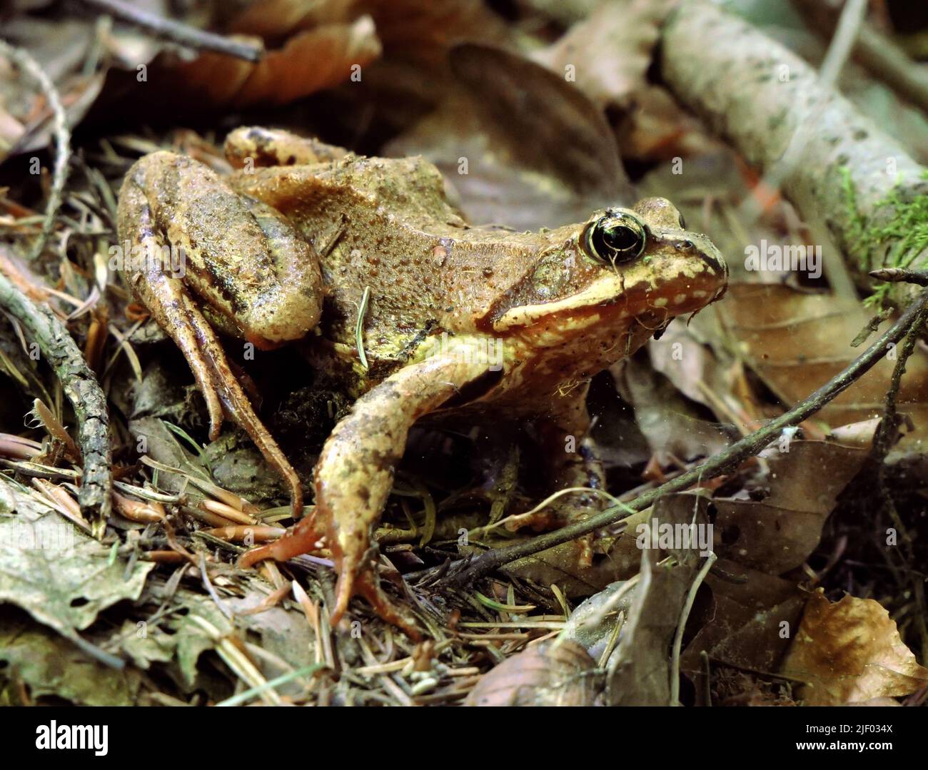 Brown frog in natural habitat. Rana temporaria in forest. A brown frog