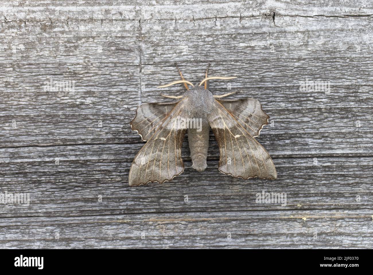 Poplar Hawk Moths – Getting 'Fresh'! – The Orkney News
