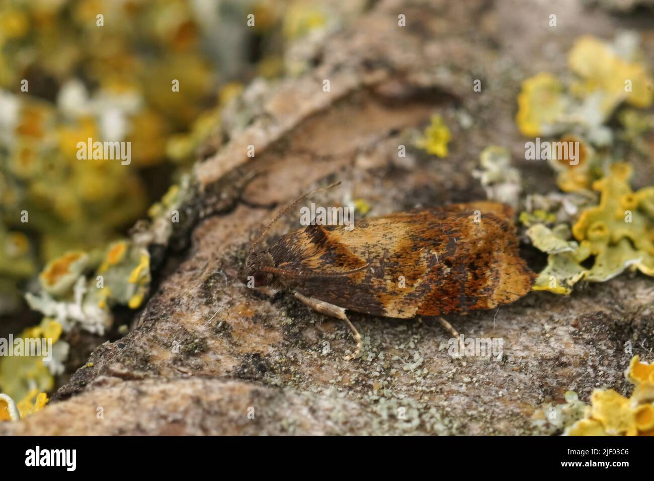 Closeup on the small red-barred tortrix moth, Ditula angustiorana sitting on wood in the garden Stock Photo