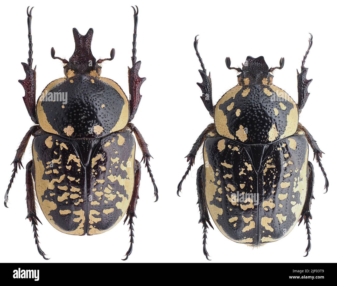 Colonial insects hi-res stock photography and images - Alamy