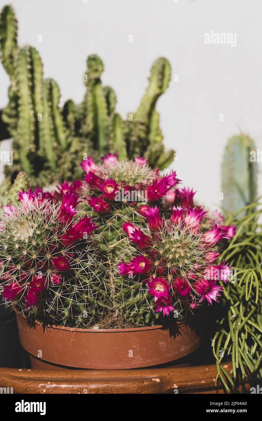 Mammillaria cactus with pink blooming flowers. Cacti with short thorns. Evergreen tropical thorny plant for home decoration. Home gardening concept Stock Photo