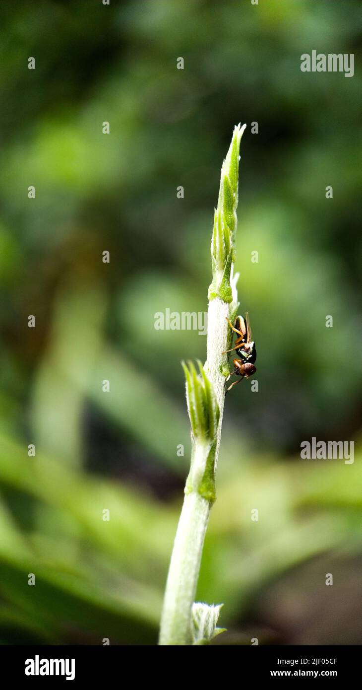 Vertical Insects A vertical closeup of an insect on the fresh plant stem against the ...