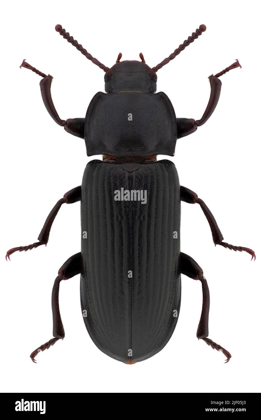 Darkling beetle species Tenebrio molitor, trivial name yellow mealworm