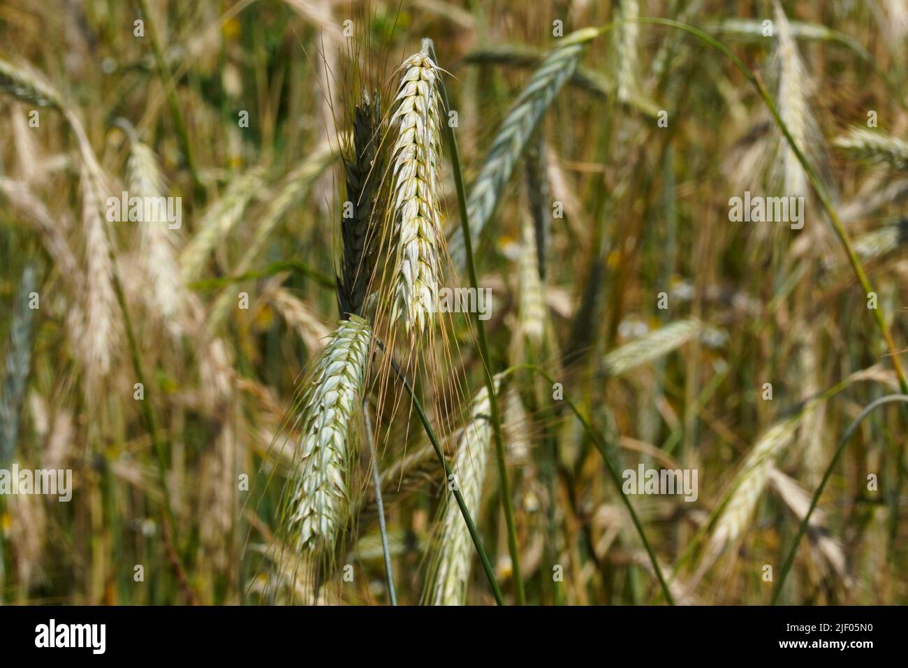 Selective focus on the grains of rye growng in a field Stock Photo