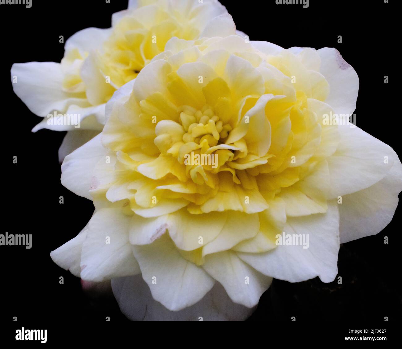 A closeup of Japanese Camellia Brushfield's Yellow with black background Stock Photo