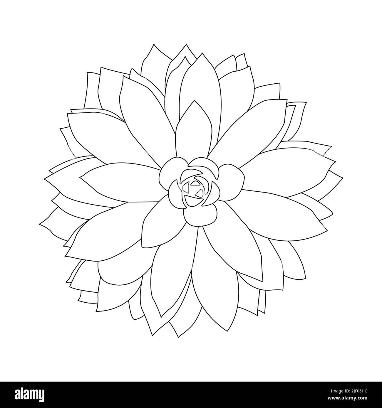 Succulent outline doodle. Graphics sketch home desert flower. Vector illustration, white background. Stock Vector