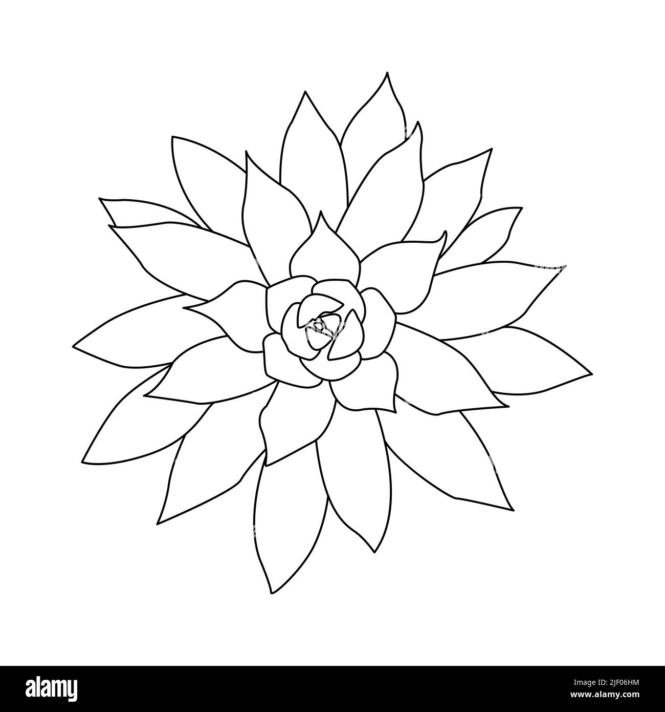 Succulent outline doodle. Graphics sketch home desert flower. Vector illustration, white background. Stock Vector