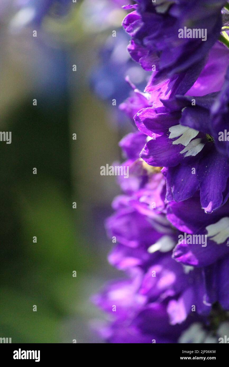 Larkspur wallpaper hi-res stock photography and images - Alamy Larkspur wallpaper hi-res stock photography and images - Alamy