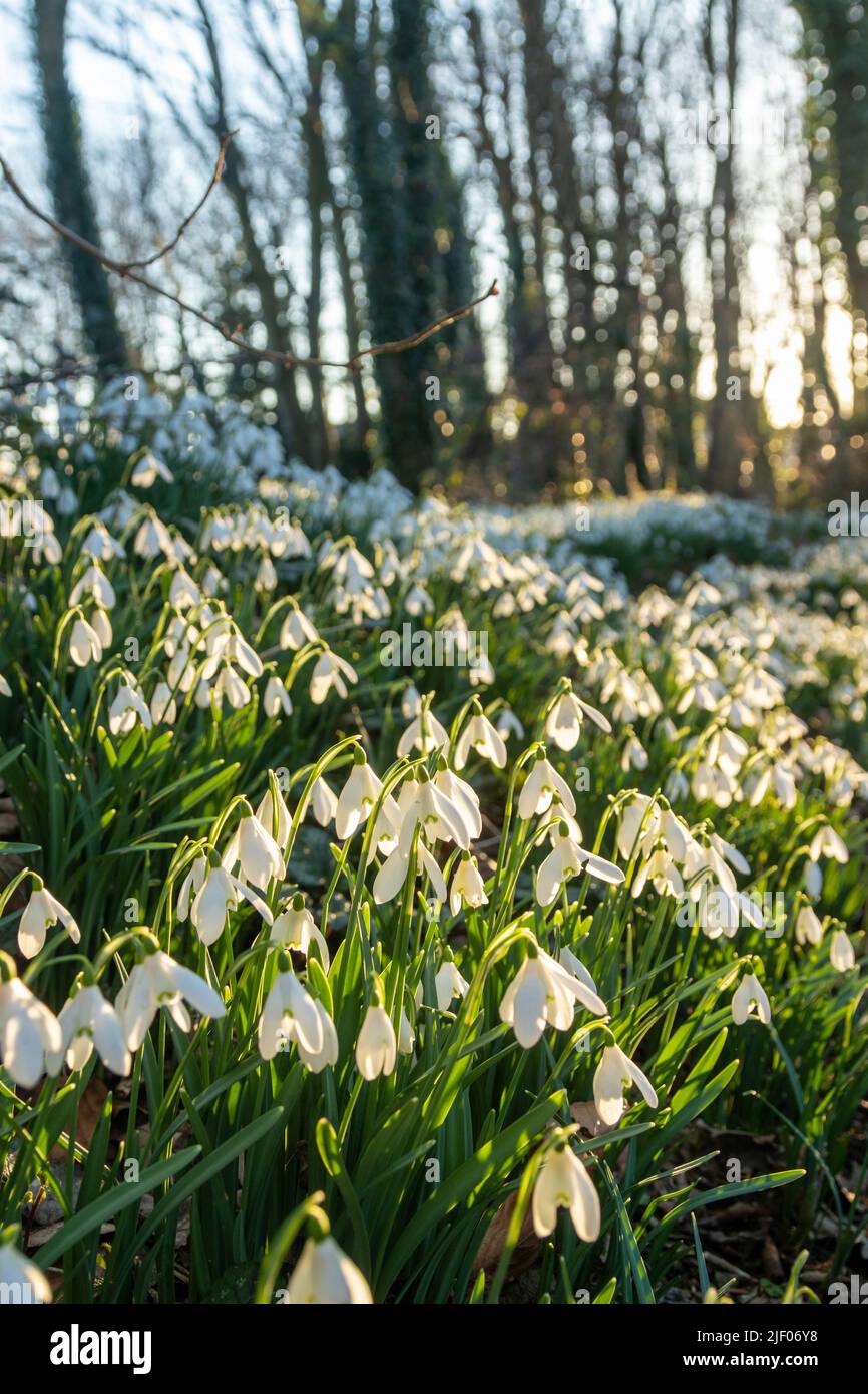 Close up of snowdrops in a Scottish woodland. Stock Photo
