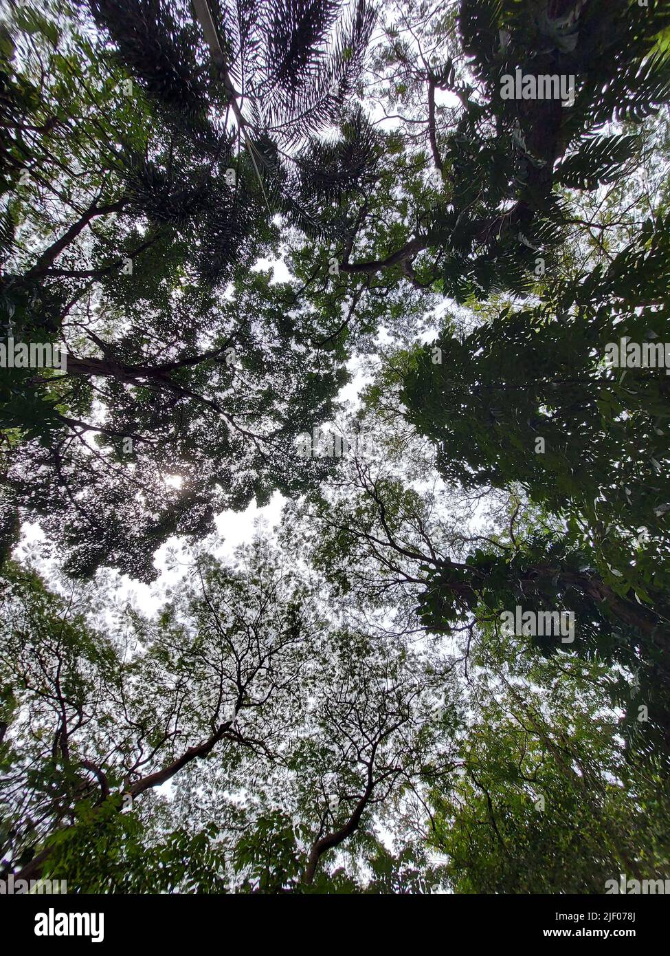 A low angle shot of tall trees in forest reaching to the sky on summer ...
