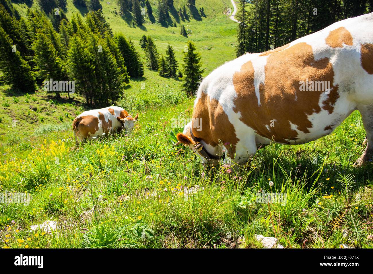 A pair of brown white spotted cows grazing on a field in Bavaria Stock ...