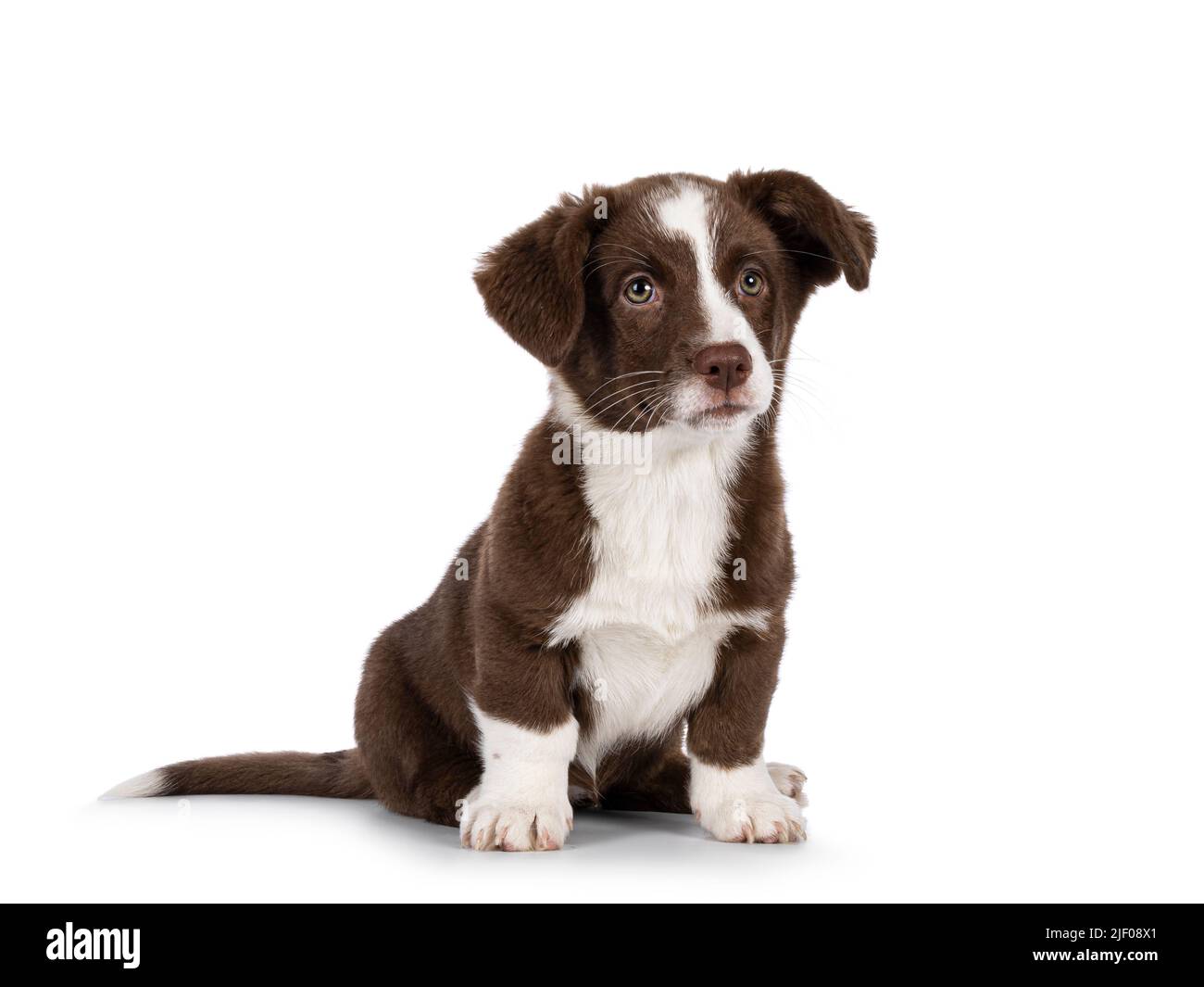 Cute brown with white Welsh Corgi Cardigan dog pup, sitting up facing front. Looking beside camera. Isolated on a white background. Stock Photo