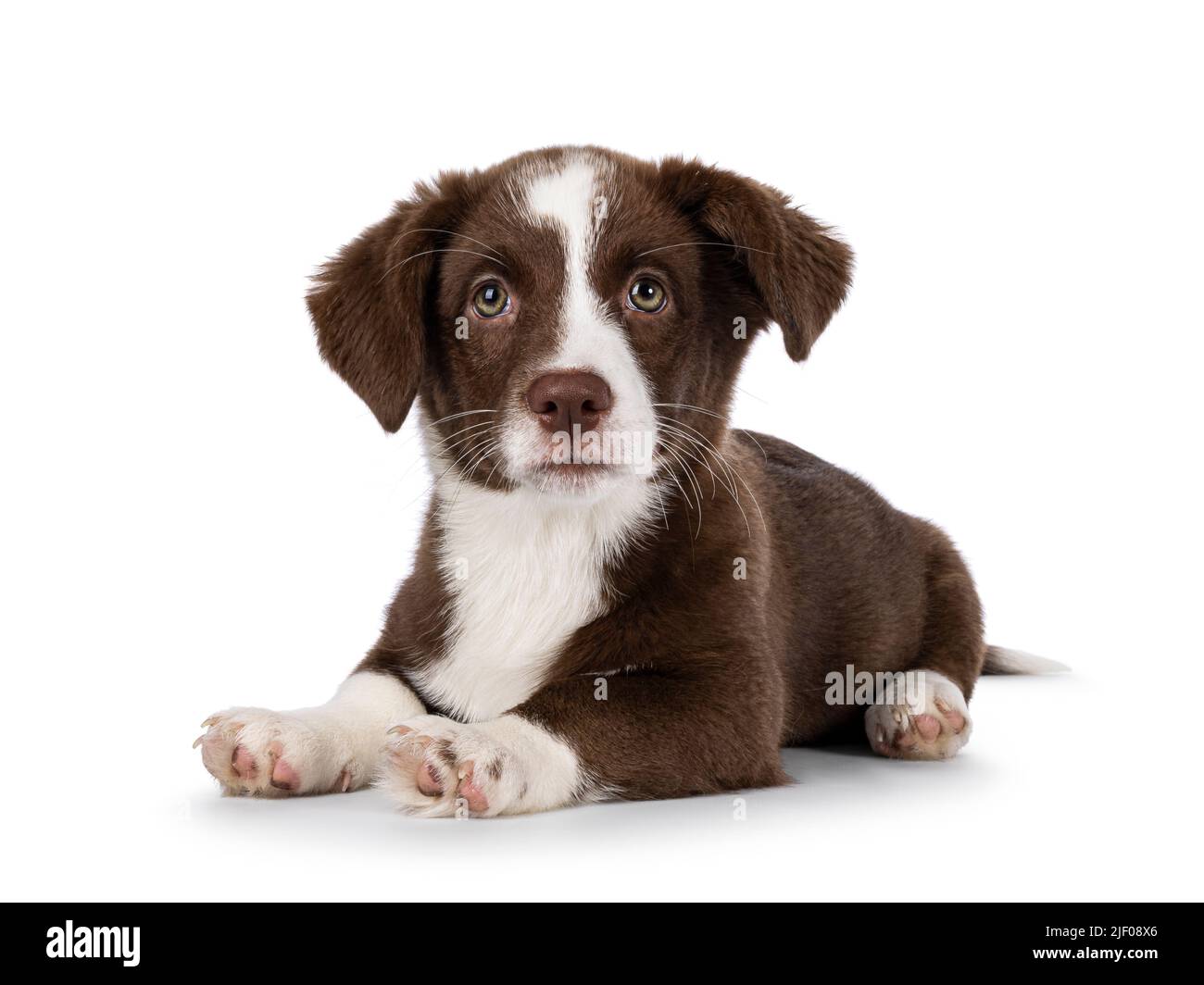 Cute brown with white Welsh Corgi Cardigan dog pup, laying down facing front.  Looking towards camera. Isolated on a white background. Stock Photo