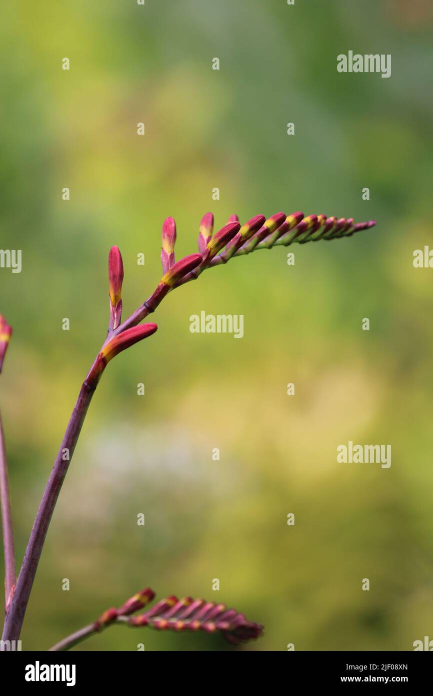 A vertical closeup of Coppertips plant on blur green background Stock Photo