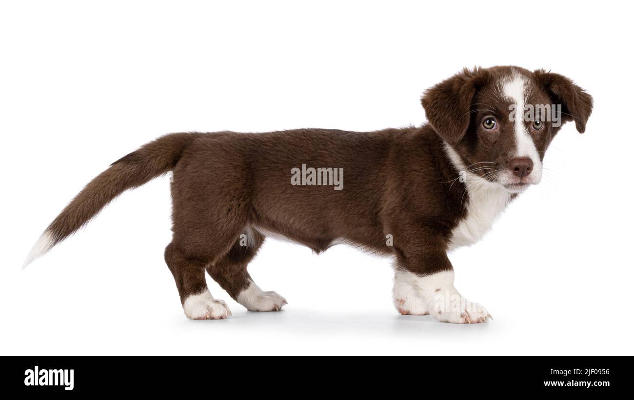 Cute brown with white Welsh Corgi Cardigan dog pup, standing side ways. Looking towards camera. Isolated on a white background. Stock Photo