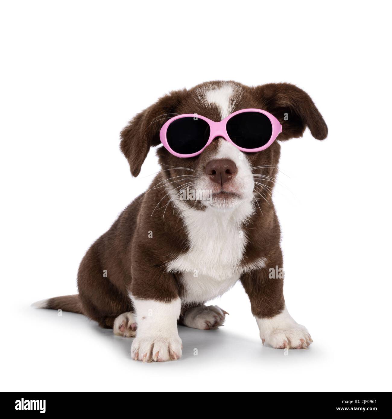 Cute brown with white Welsh Corgi Cardigan dog pup, sitting up wearing pink sun glasses. Looking towards camera. Isolated on a white background. Stock Photo