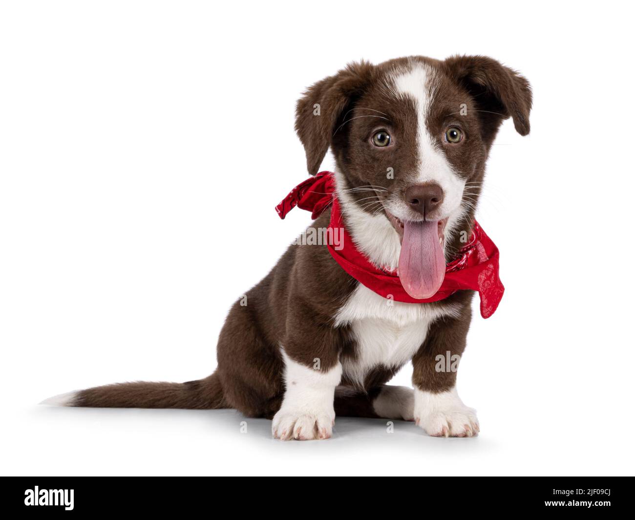 Cute brown with white Welsh Corgi Cardigan dog pup, sitting up wearing red scarf. Looking towards camera. Isolated on a white background. Mouth open, Stock Photo