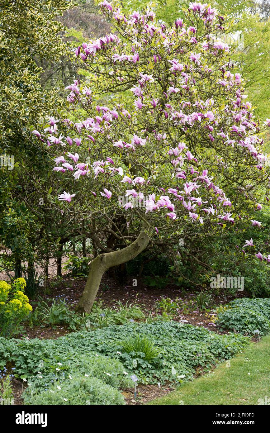 Magnolia 'Betty', pink flowering tree Stock Photo - Alamy