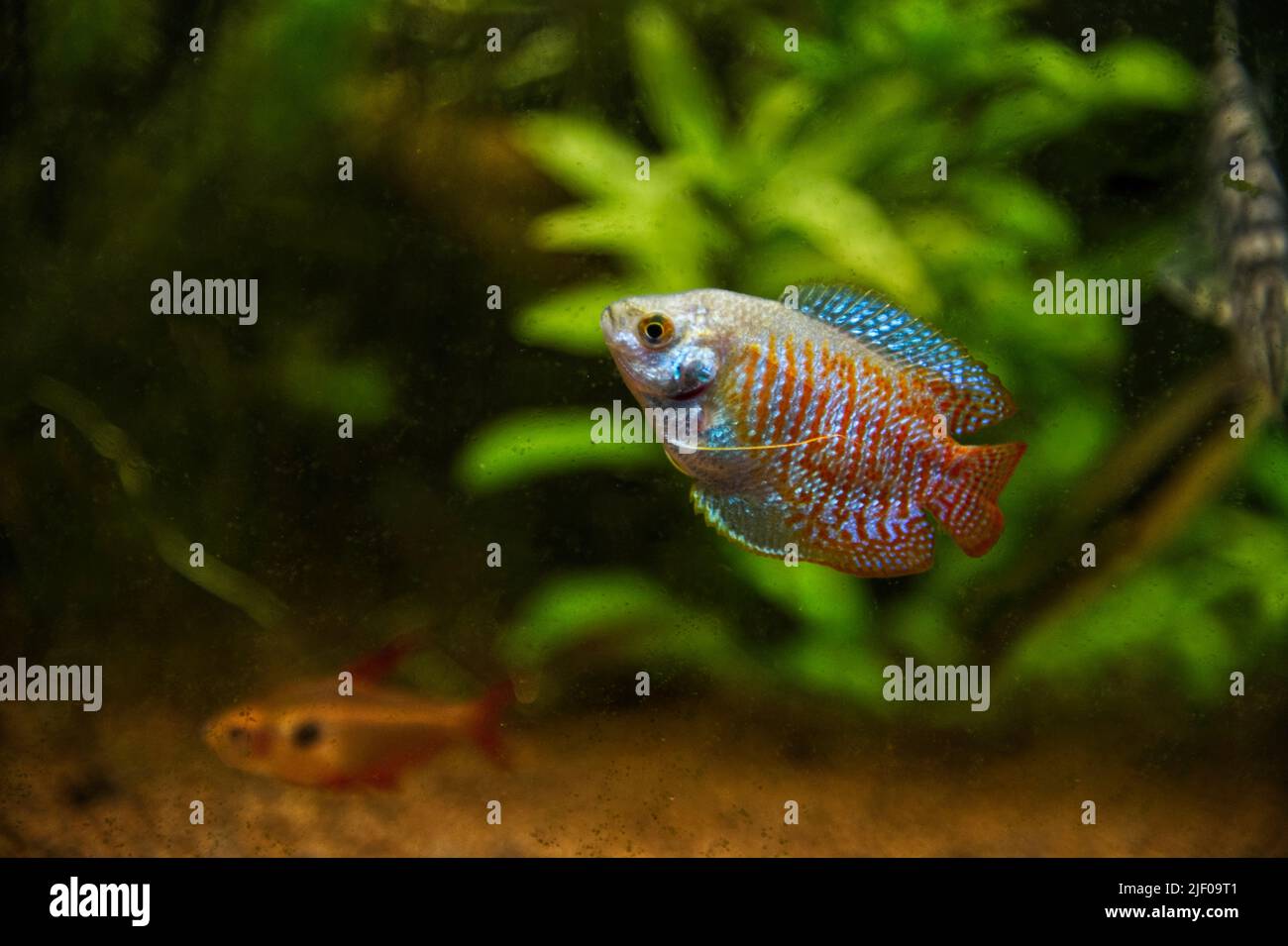 A Dwarf gourami (Colisa lalia) fish swims in an aquarium on a green background Stock Photo