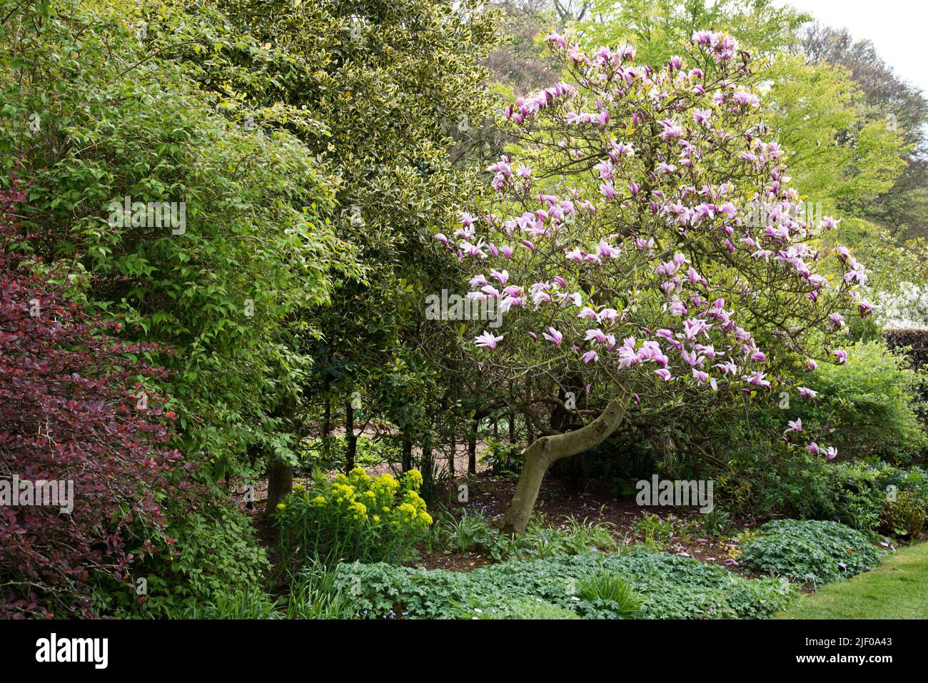 Magnolia 'Betty', pink flowering tree. Stock Photo