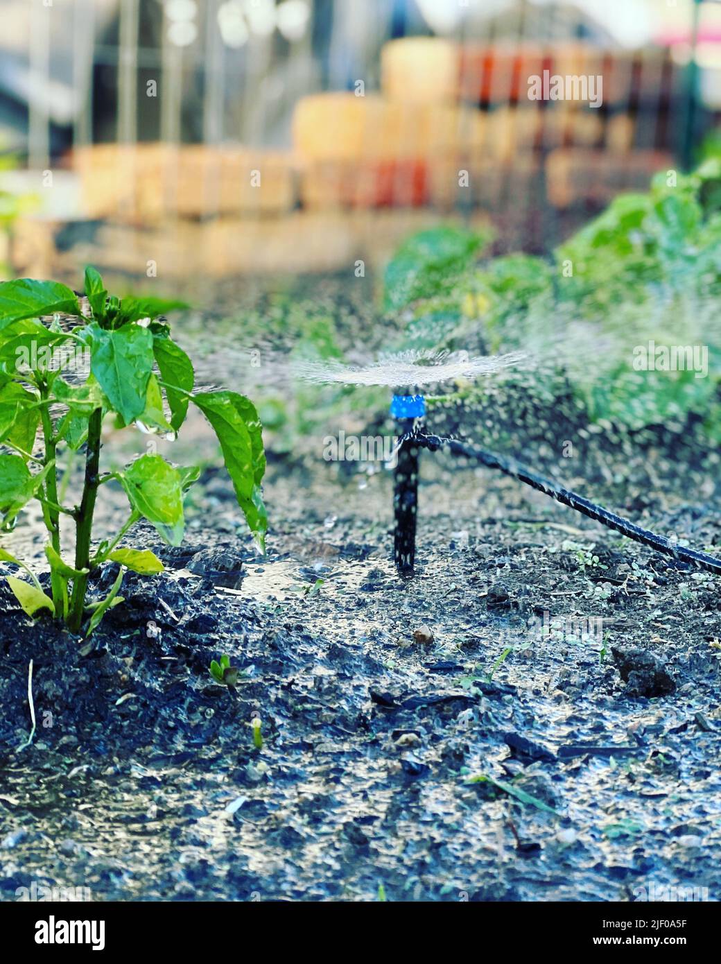 A vertical shot of sprinkled water in a greenfield and Soil flooded