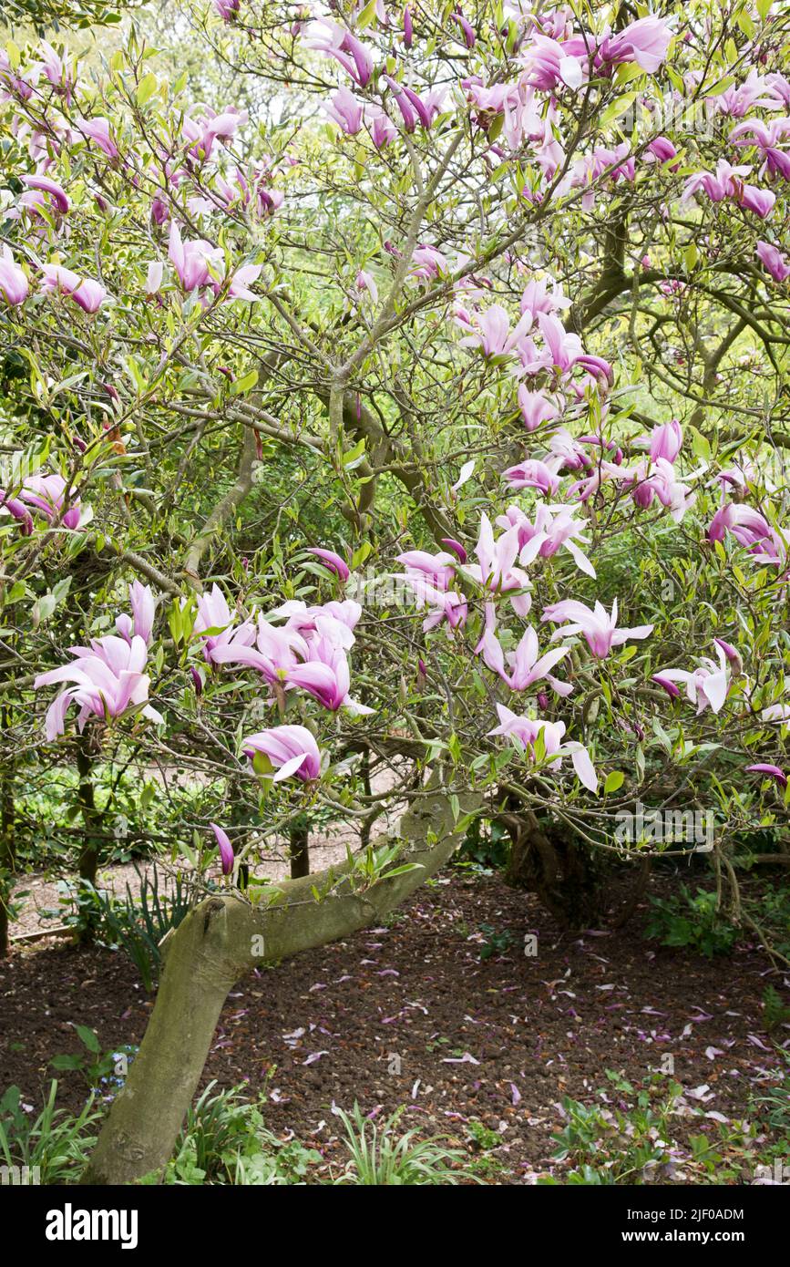 Magnolia 'Betty', pink flowering tree. Stock Photo