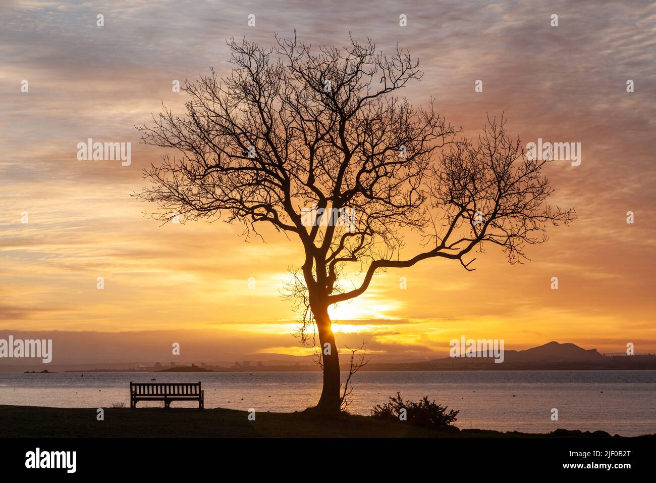 A tree silhouetted by the sunrise in Dalgety Bay looking over Edinburgh and Arthurs seat. Stock Photo