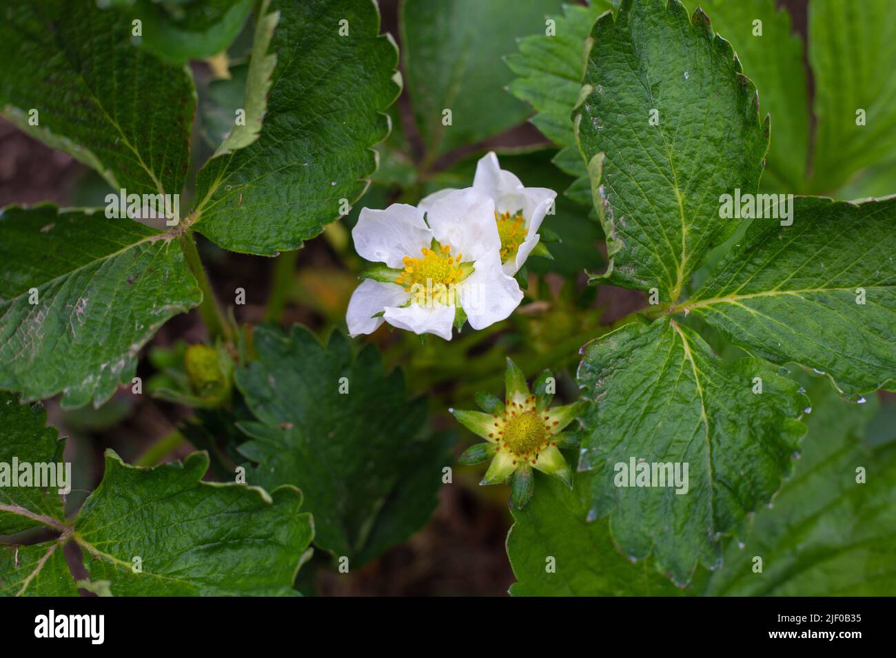Strawberry flowers and fruit formation on a green bush in spring ...