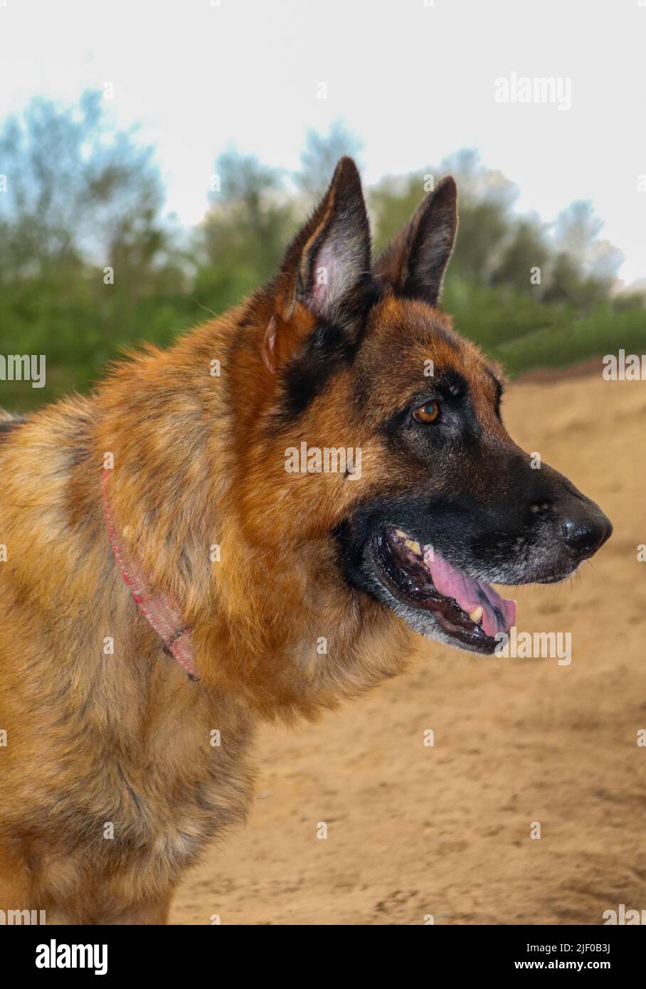 Young German shepherd portrait dog with short hair Stock Photo - Alamy