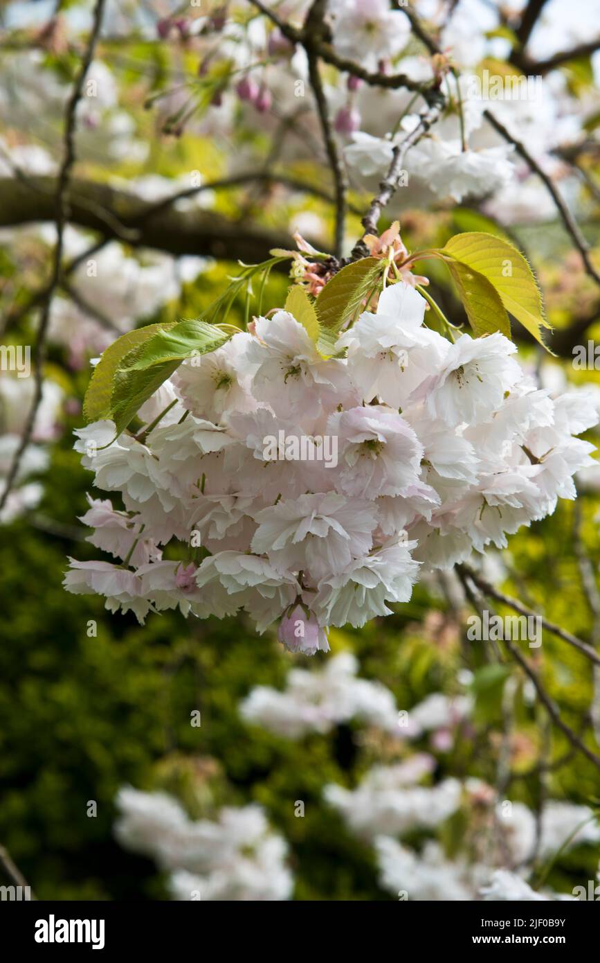 Japanese flowering cherry, Prunus Shogetsu, also known asPrunus Shimidsu, The Blushing Bride Stock Photo