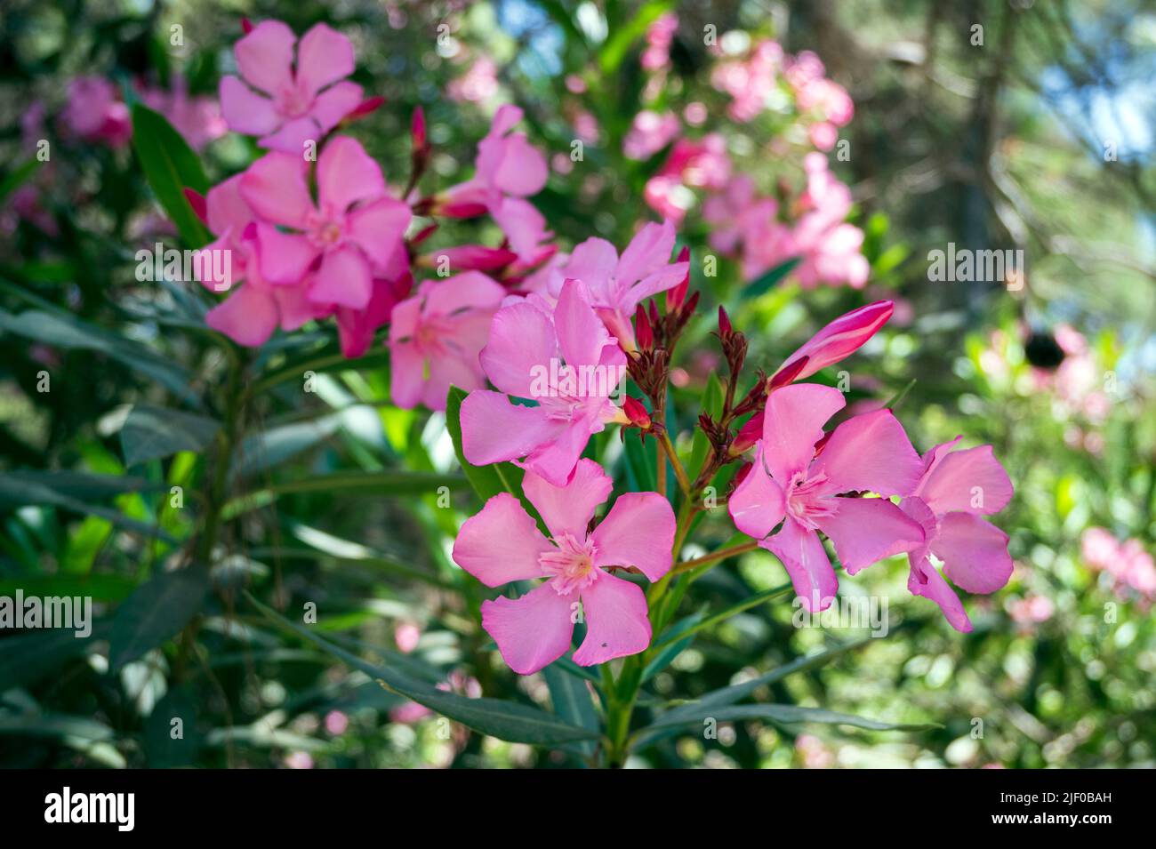 Pink Nerium Oleander Hi res Stock Photography And Images Alamy pink-nerium-oleander-hi-res-stock-photography-and-images-alamy