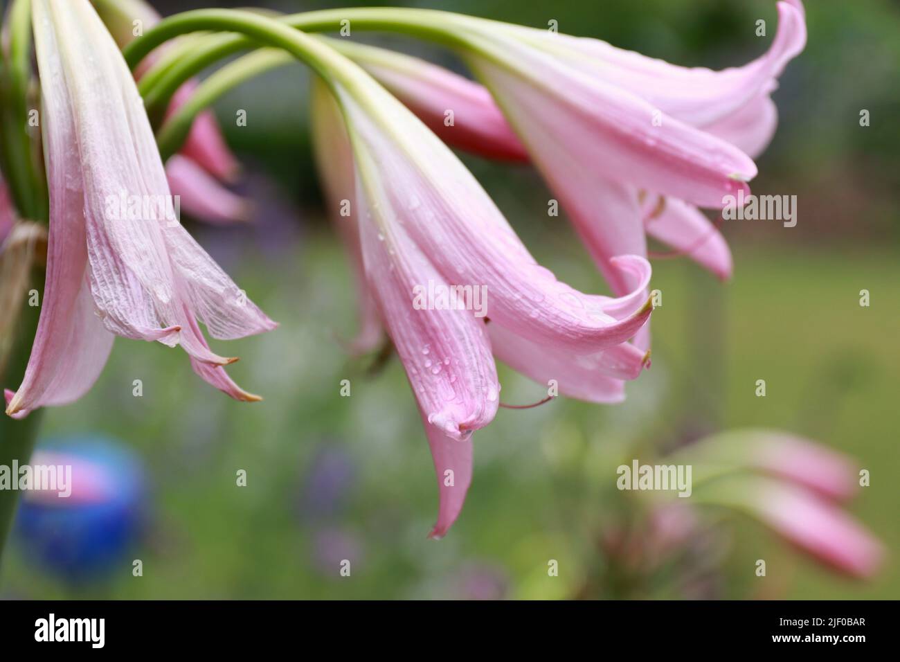 A closeup shot of pink crinum bulb flowers on blurred background Stock Photo