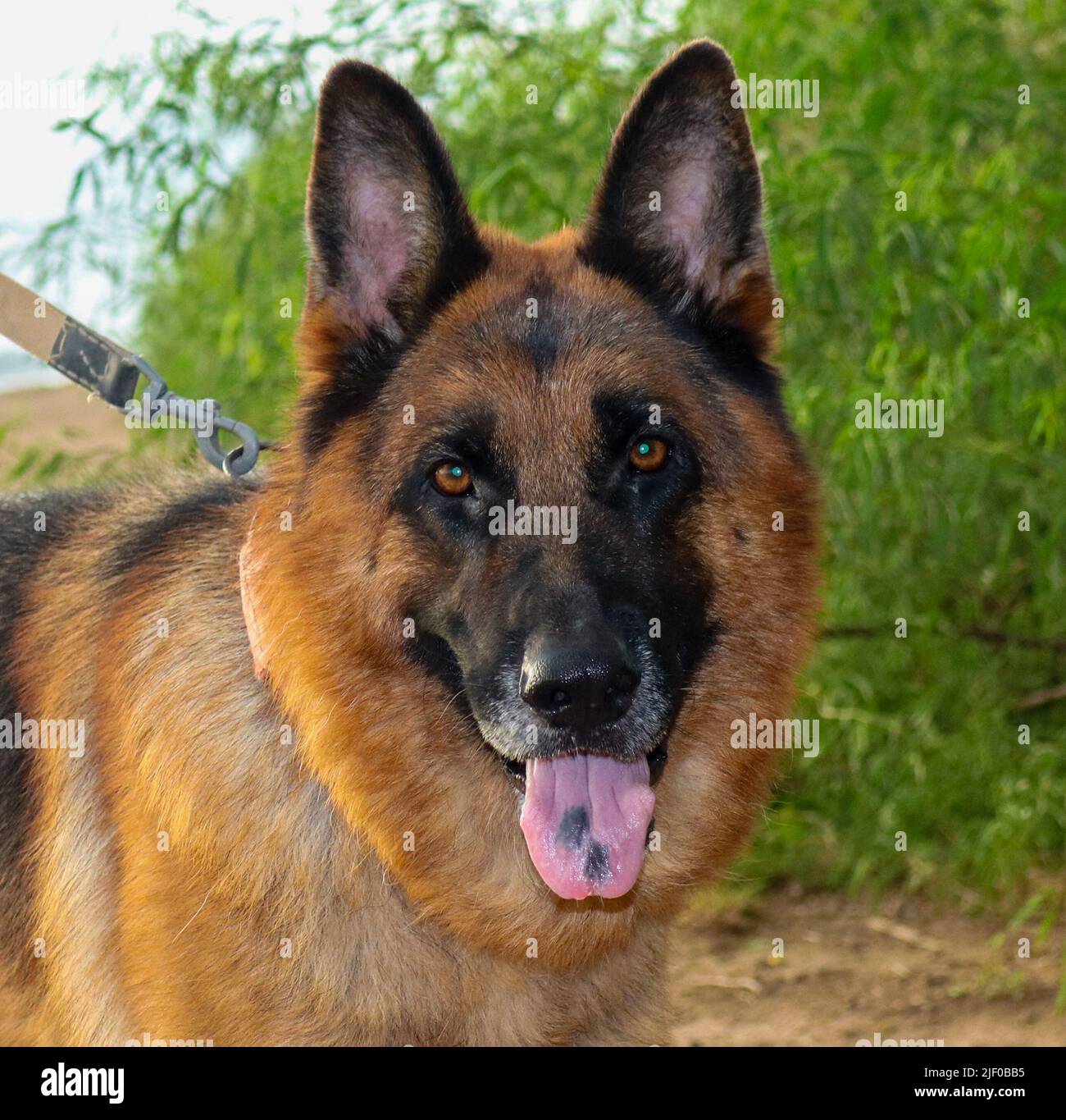 Young German shepherd portrait dog with short hair Stock Photo - Alamy