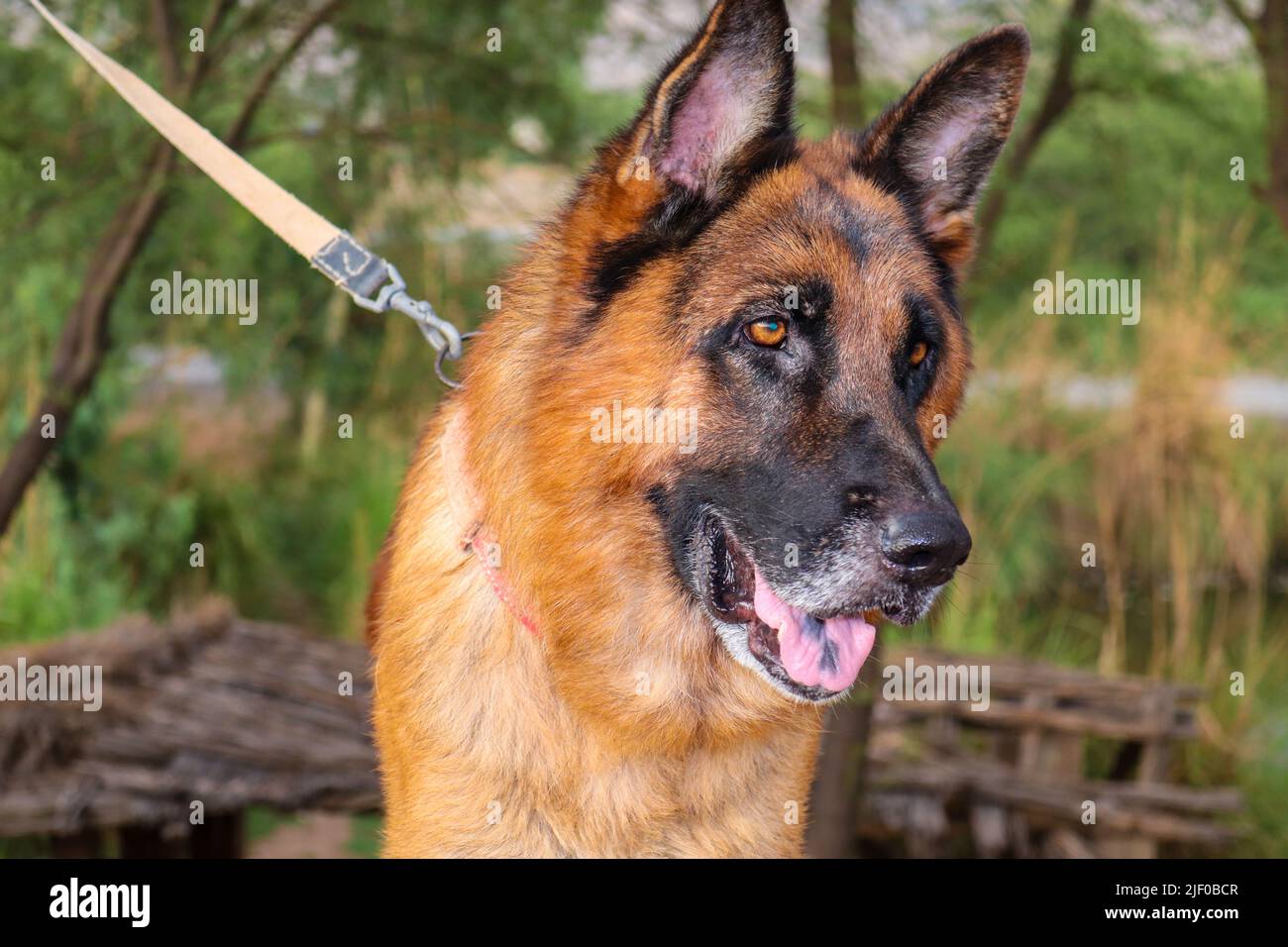 Young German shepherd portrait dog with short hair Stock Photo - Alamy Young German shepherd portrait dog with short hair Stock Photo - Alamy