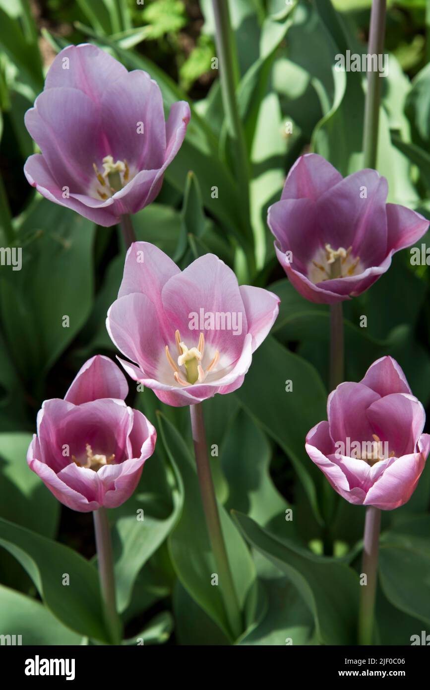 Tulipa 'mistress mystic' Stock Photo