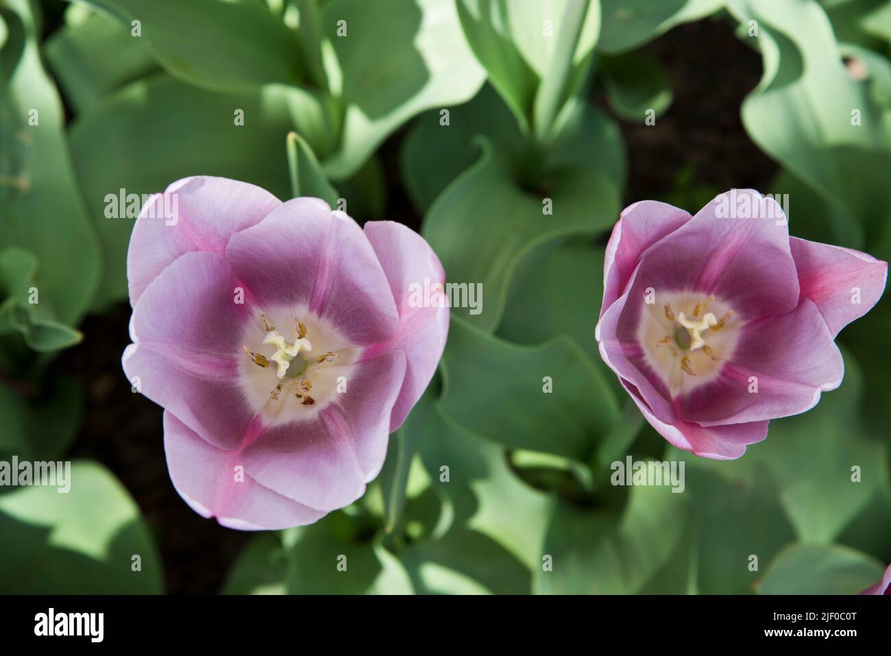 Tulipa 'mistress mystic' Stock Photo