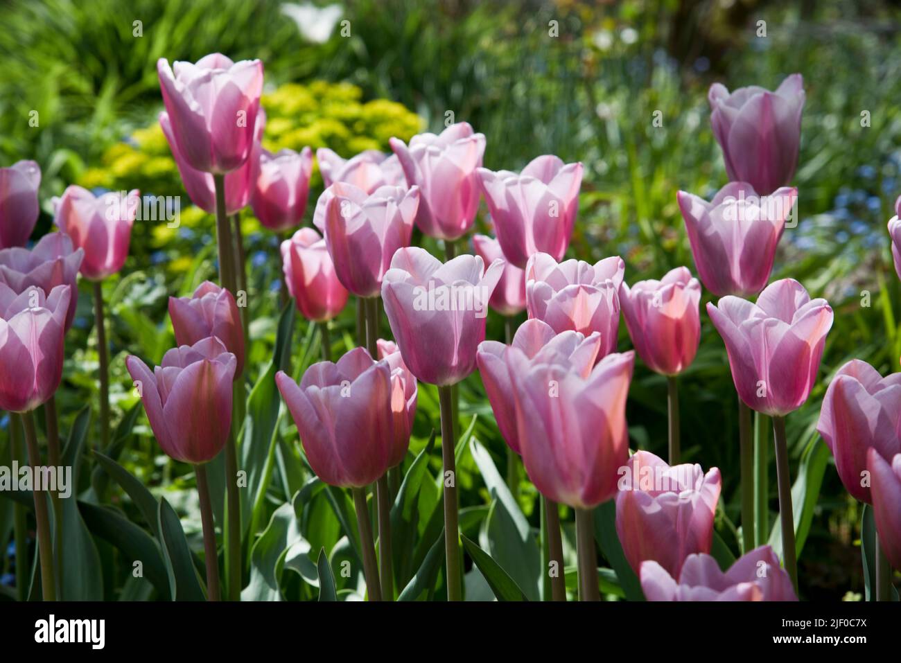 Tulipa 'mistress mystic' Stock Photo