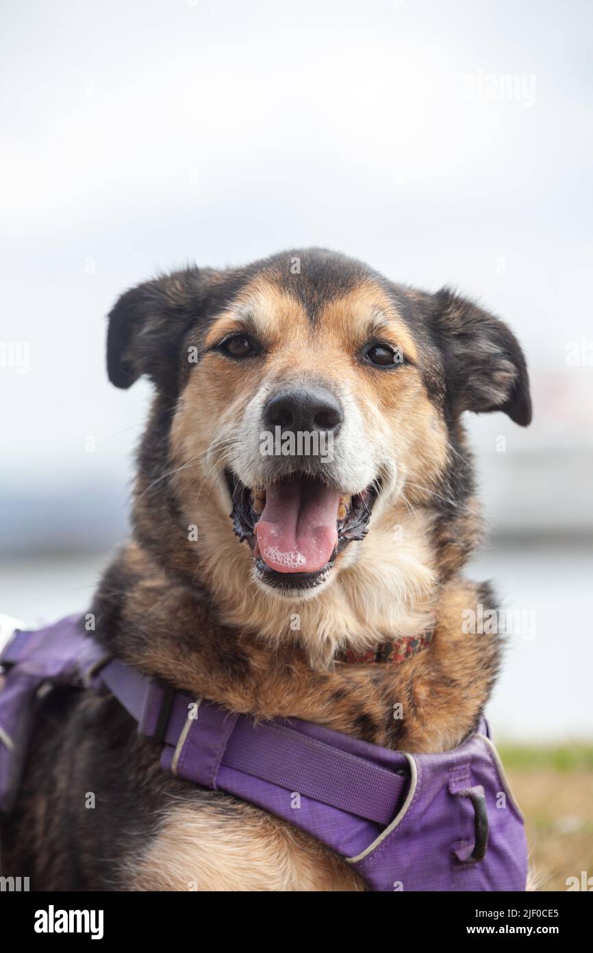 A portrait of a mixed breed dog looking to camera with an open mouth Stock Photo