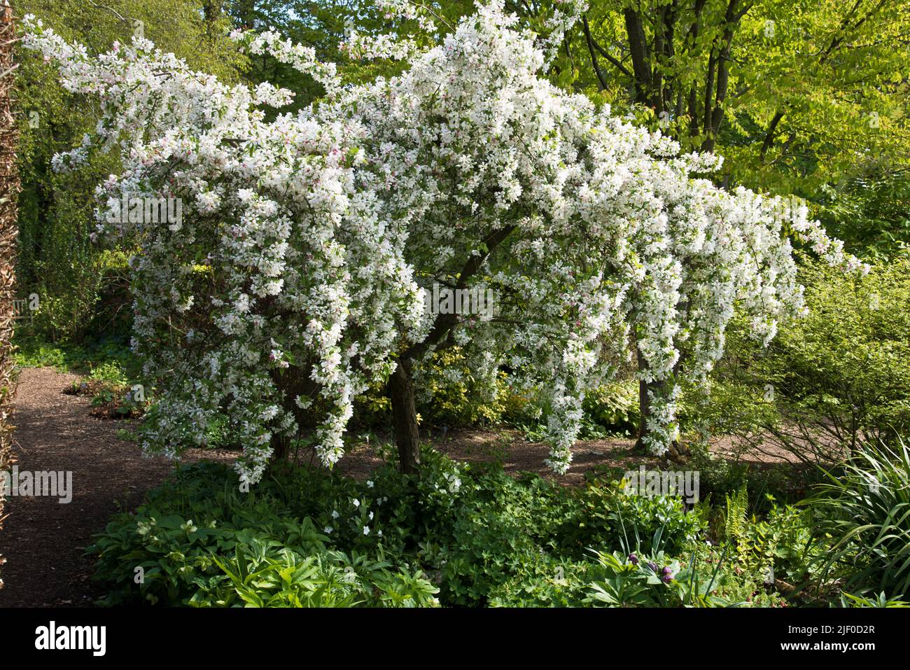 Malus 'Sun rival' Stock Photo